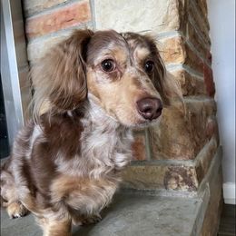 Chip - Dachshund