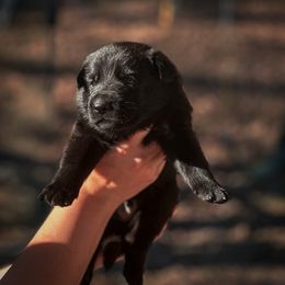 Jigsaw (Red Collar) - Black male German Shepherd puppy in Chattanooga, Tennessee from Lucianhaus