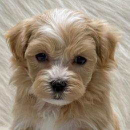 Arlo - Apricot male Maltipoo puppy in Lebanon, Kentucky from Mosaic Merle Doodles