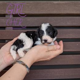Cher - Black and white female Bernedoodle puppy in Cambridge, Minnesota from Country Meadow Doodles