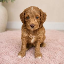 Honey - Red  female Goldendoodle puppy in Floyd, Virginia from Hearts and Paws Poodles and Doodles