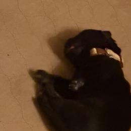 Tan collar boy he's black - Black male German Shepherd puppy in Centralia, Illinois from Janices AKC German Sheperds LLC