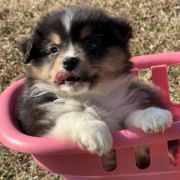 JODI - Black tri female Miniature American Shepherd puppy in Nolensville, Tennessee from Sweetheart Miniature American Shepherds