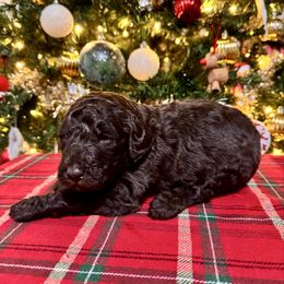Blitzen - Chocolate male Labradoodle puppy in Candler, North Carolina from Maple Bakin’ Doodles