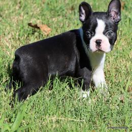 Elliot - Black and white male Boston Terrier puppy in Winnsboro, Texas from JP Ranch Bulldogs
