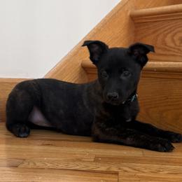 Rhea - Black brindle female Dutch Shepherd puppy in Watertown, Connecticut from APACHEK9