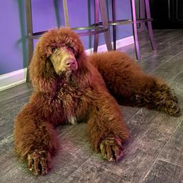 Mr. Gibbs - Brown male Poodle puppy in Moncks Corner, South Carolina from Charleston Reds Standard Poodles and Whippets