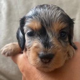 Bailey - Dapple female Dachshund puppy in Trenton, Florida from Tweenie Weenie Dachshunds