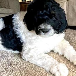 Chance - Black and white male Bernedoodle puppy in Huntsville, Alabama from Falcon Ridge Doodles