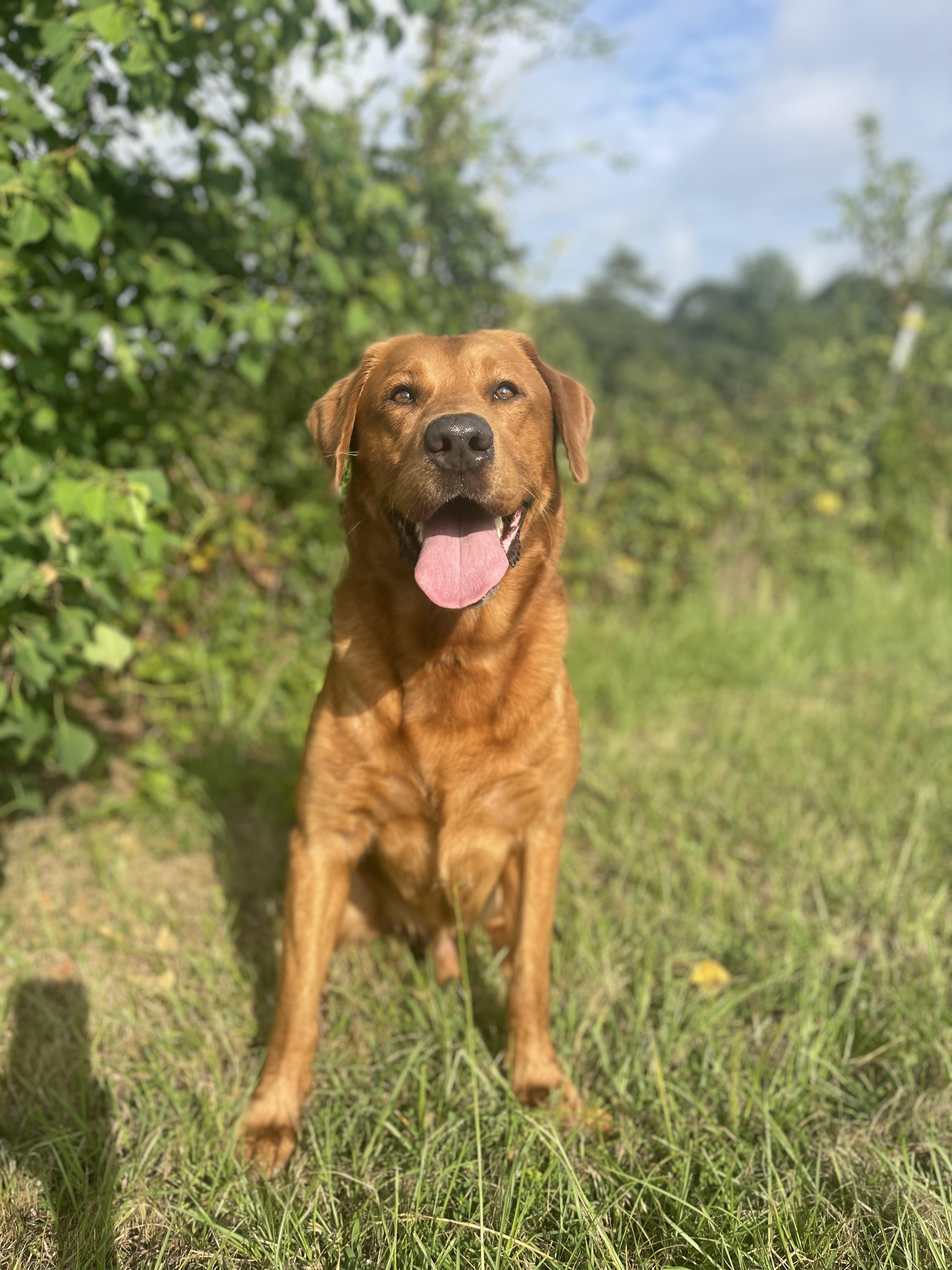 Ranger