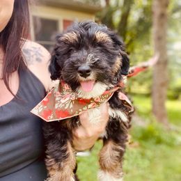 Tootsie - Tri-color female Bernedoodle puppy in Denver, Pennsylvania from Greenview Puppies