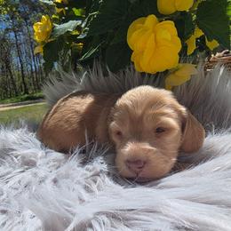 Trusty - Cream female Dachshund puppy in Grant, Michigan from Low Down Dashchuand