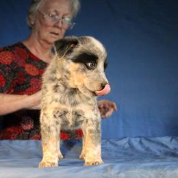 Boy 4 - Australian Cattle Dog puppy in Junction City, Ohio from AE's aka Aunt Ellen's