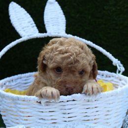 Paddy - Apricot Poodle puppy in Greenville, South Carolina from Wendy's House Of Poodles LLC