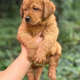 Michelangelo - Yellow male Labrador Retriever puppy in Canton, Georgia from Dukes Retirevers