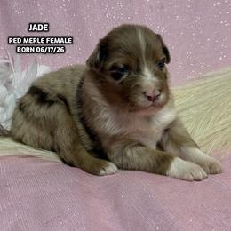Jade - Red merle female Australian Shepherd puppy in Bethany, Connecticut from Wynter Thyme Manor Australian shepherds