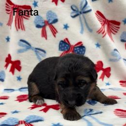 Fanta - Black and red female German Shepherd puppy in Coplay, Pennsylvania from By My Side Germans Shepherds & Dobermans