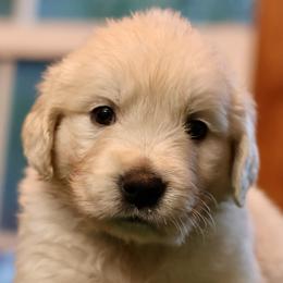 Boy 2 - male Golden Retriever puppy in Riverview, Florida from English Cream Goldens of Tampa Bay