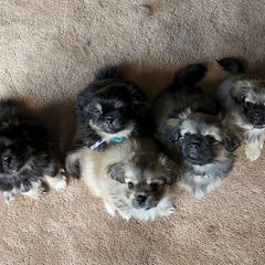 Tibetan Spaniel Puppies from Trillium Tibetan Spaniels