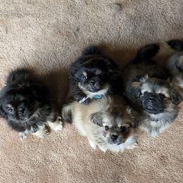 Tibetan Spaniel Puppies from Trillium Tibetan Spaniels