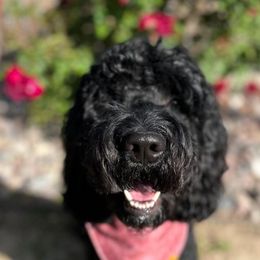 Luna - Goldendoodle