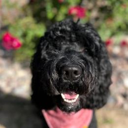 Luna - Goldendoodle