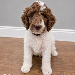Linus - Parti male Poodle puppy in Dover, Delaware from Dogtastic Poodles