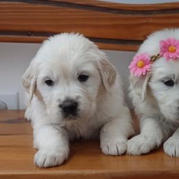 Goldendoodle and Golden Retriever Puppies from Carolina Goldendoodle