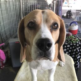 Dylan - Beagle