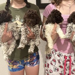 Lagotto Romagnolo Puppies from Anna’s Lagottos