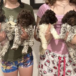 Lagotto Romagnolo Puppies from Anna’s Lagottos