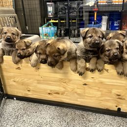 German Shepherd Puppies from Elite Haus K9