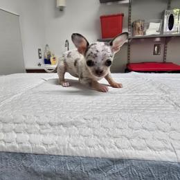Trinket - Merle female Chihuahua puppy in Amity, Pennsylvania from Baxters Chihuahuas
