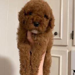 Rodeo (Our Lone Star State litter) - Red  male Goldendoodle puppy in Hopkins County, Texas from Boutique Doodles
