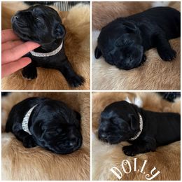 Dolly - Miniature Schnauzer puppy in Victorville, California from West Coast Royal Miniature Schnauzer