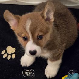 Cosmo - Red male Pembroke Welsh Corgi puppy in Palm Bay, Florida from Space Coast Corgi