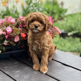 Duke - Red  male Goldendoodle puppy in Wharton, Texas from Little Fur Friends