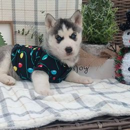 Girl 2 - Lizzy - Black and white female Siberian Husky puppy in Coatesville, Pennsylvania from Amore Puppies