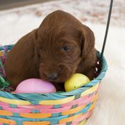 Goldendoodle, Irish Doodle, Labradoodle, and Poodle Puppies from Desert Doodles