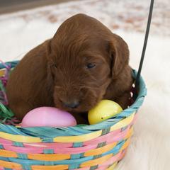 Goldendoodle, Irish Doodle, Labradoodle, and Poodle Puppies from Desert Doodles