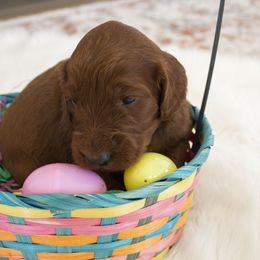 Goldendoodle, Irish Doodle, Labradoodle, and Poodle Puppies from Desert Doodles