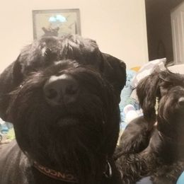 Giant Schnauzer All Grown Up from LaRoc Onyx Riesinbach Kennels