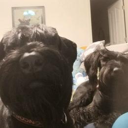 Giant Schnauzer All Grown Up from LaRoc Onyx Riesinbach Kennels