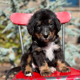 Disco - Phantom male Bernedoodle puppy in Bowling Green, Ohio from FDF Pyredoodles & Bernedoodles