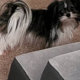 Naveah - Coton de Tulear