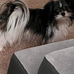Naveah - Coton de Tulear
