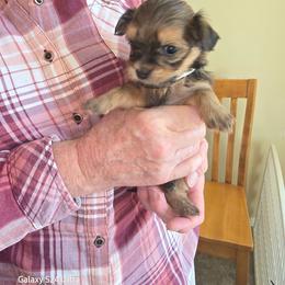 White - Red sable male Havanese puppy in Melba, Idaho from Lawson Havanese