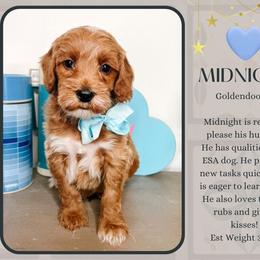 Midnight - Red  male Goldendoodle puppy in Hilton, New York from The House of Goldendoodle