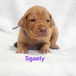 Dragon 3 - Golden rust female Vizsla puppy in Kentucky from Willow Ridge Kennel