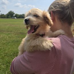 Sugar - Cream female Maltipoo puppy in Boston, Kentucky from MountCarmelPuppies